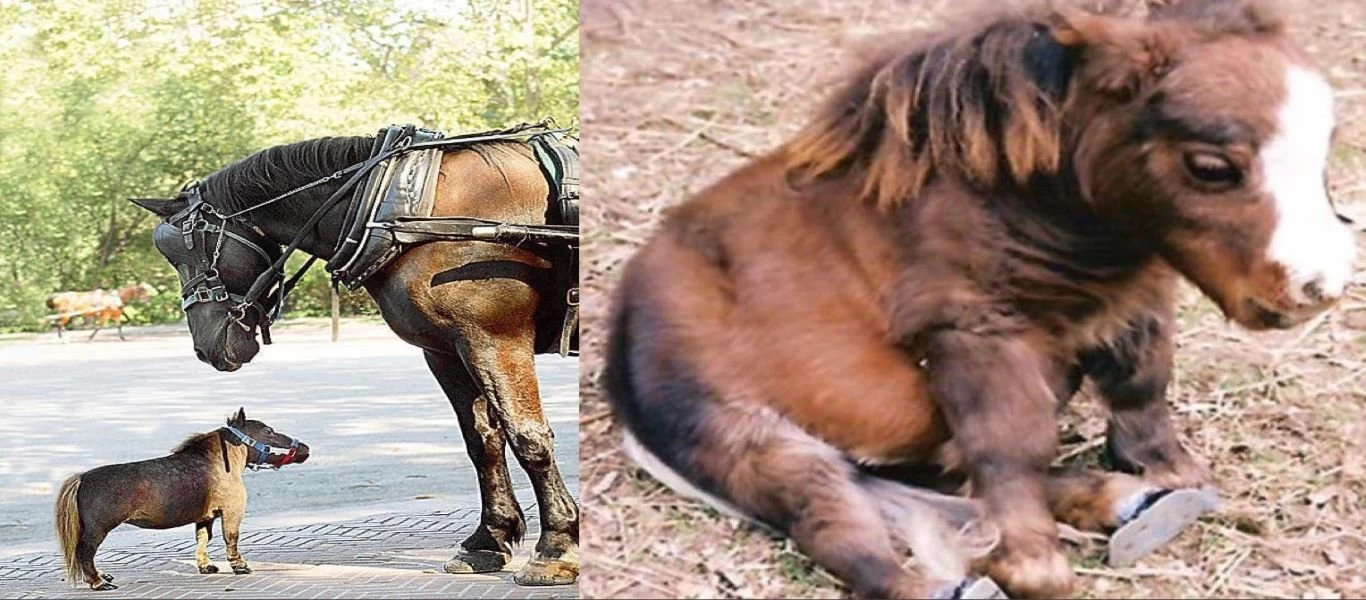 Αλογάκι σε μέγεθος μινιατούρας συγκινεί το διαδίκτυο - Δείτε το βίντεο με το μικρότερο άλογο στον πλανήτη (βίντεο)